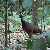 Costa Rica20150403-2253-0927